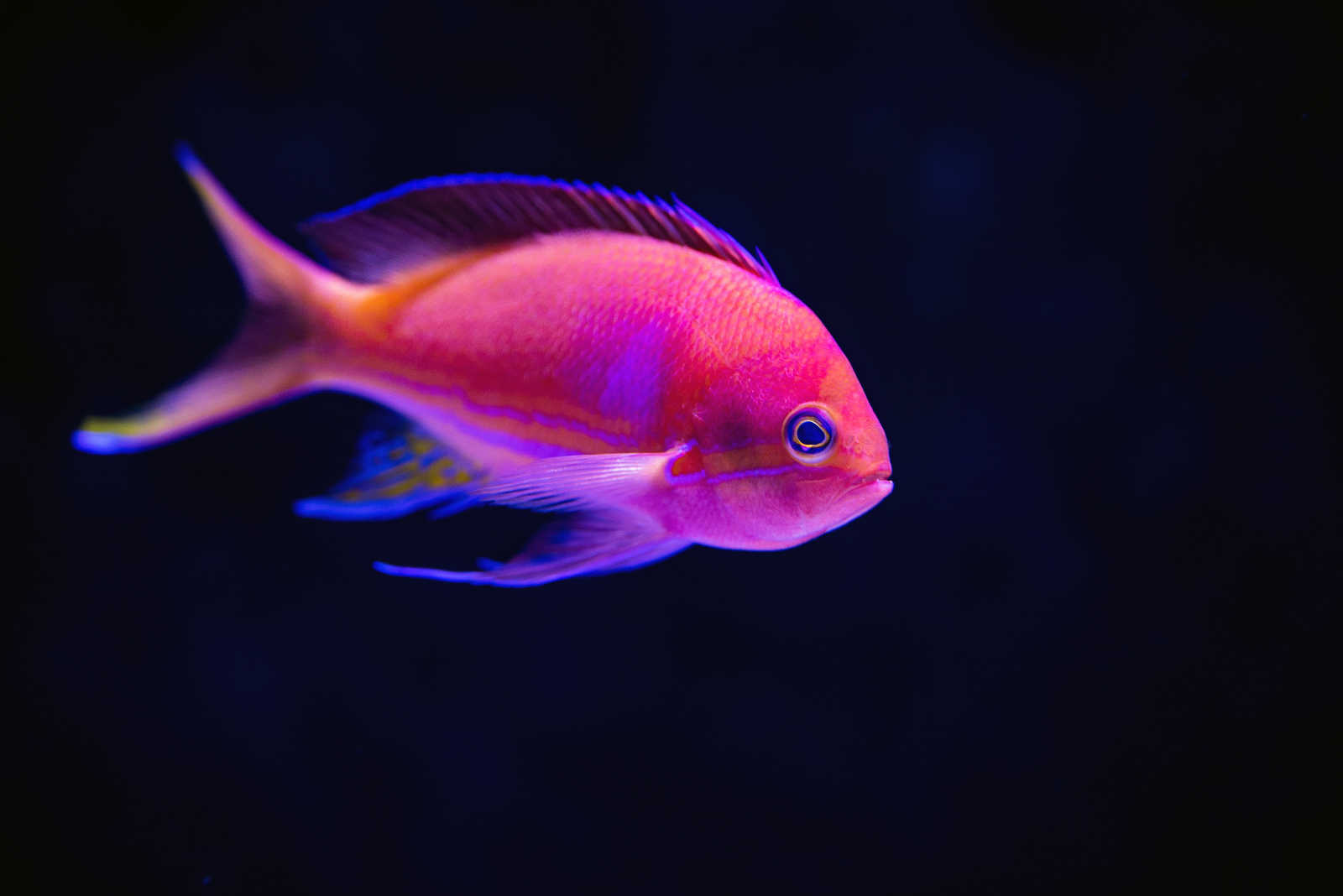 Solidfish
